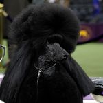 A close-up of SIba the Standard Poodle's striking face and hair cut, next to the Best in Show trophy